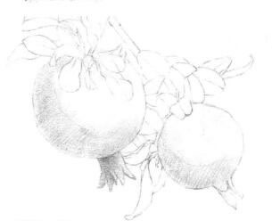 石榴果的素描铺大色画法步骤01