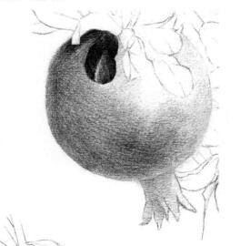 石榴果的素描铺大色画法步骤02