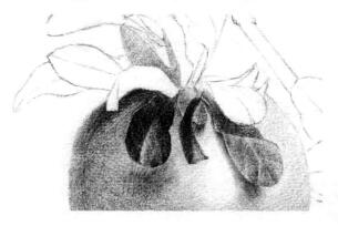 石榴果的素描铺大色画法步骤03
