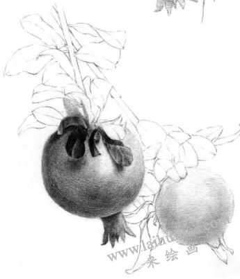 石榴果的素描铺大色画法步骤04