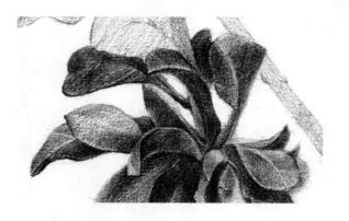 石榴果的素描铺大色画法步骤06