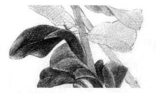 石榴果的素描铺大色画法步骤07