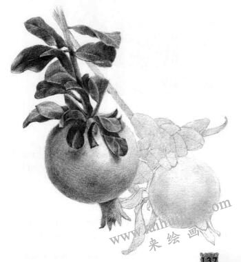 石榴果的素描铺大色画法步骤08