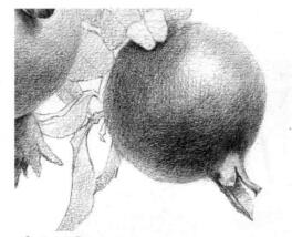 石榴果的素描铺大色画法步骤09