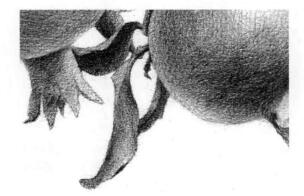 石榴果的素描铺大色画法步骤10