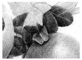 石榴果的素描铺大色画法步骤11