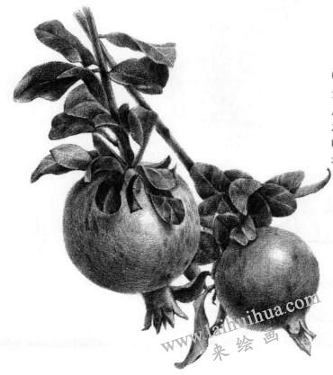 石榴果的素描画法