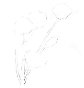 玉兰花素描画线稿画法步骤01