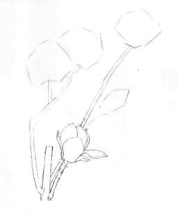 玉兰花素描画线稿画法步骤02