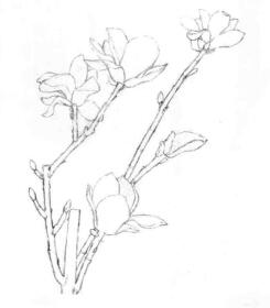 玉兰花素描画线稿画法步骤04