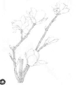 玉兰花素描逐个细化画法步骤01
