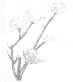 玉兰花素描逐个细化画法步骤02