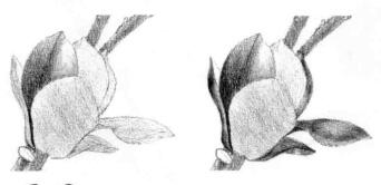 玉兰花素描逐个细化画法步骤03