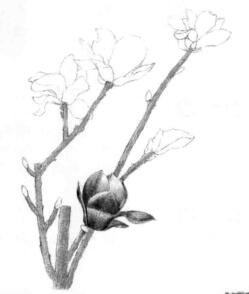 玉兰花素描逐个细化画法步骤04