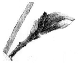 玉兰花素描逐个细化画法步骤06
