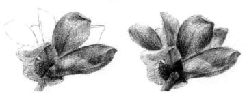 玉兰花素描逐个细化画法步骤07