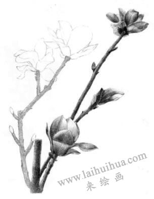 玉兰花素描逐个细化画法步骤08
