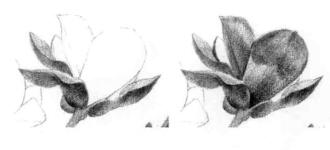 玉兰花素描逐个细化画法步骤09
