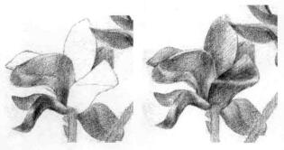 玉兰花素描逐个细化画法步骤10