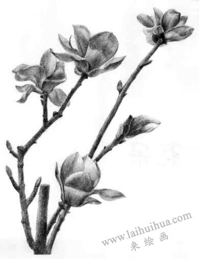 玉兰花素描画法