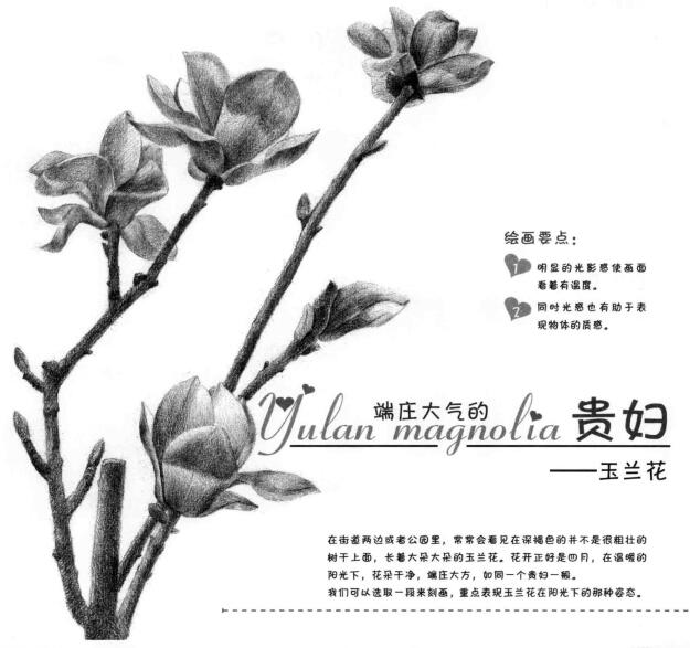 玉兰花素描画法