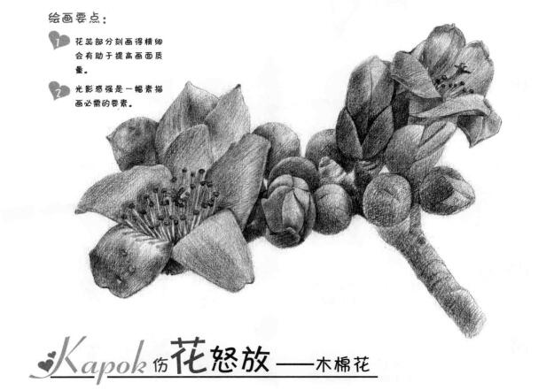 木棉花的素描画法