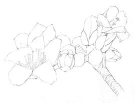 木棉花的素描画线稿画法步骤03