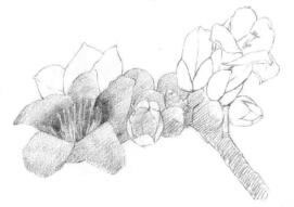 木棉花的素描逐个细化画法步骤01