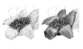 木棉花的素描逐个细化画法步骤02