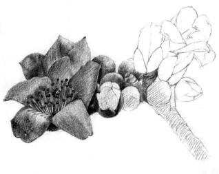 木棉花的素描逐个细化画法步骤05