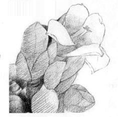 木棉花的素描逐个细化画法步骤07