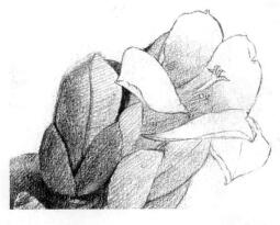 木棉花的素描逐个细化画法步骤08