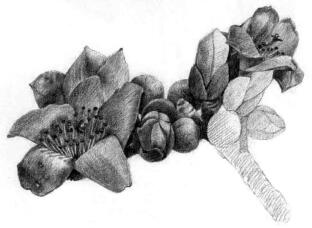 木棉花的素描逐个细化画法步骤09