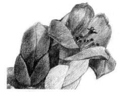 木棉花的素描逐个细化画法步骤10