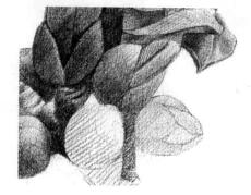 木棉花的素描逐个细化画法步骤11