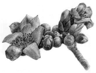 木棉花的素描逐个细化画法步骤13