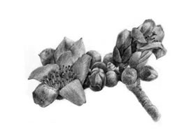 木棉花的素描画法