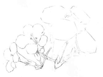 凌霄花的素描画线稿画法步骤02