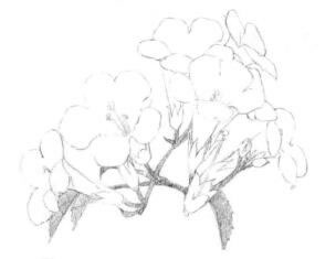 凌霄花的素描逐个细化画法步骤01