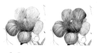 凌霄花的素描逐个细化画法步骤03