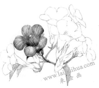 凌霄花的素描逐个细化画法步骤04
