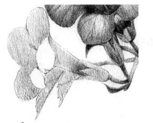 凌霄花的素描逐个细化画法步骤05