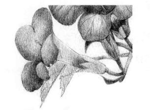 凌霄花的素描逐个细化画法步骤06