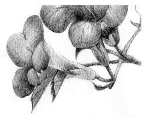 凌霄花的素描逐个细化画法步骤08