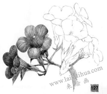 凌霄花的素描逐个细化画法步骤08