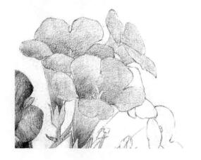 凌霄花的素描逐个细化画法步骤10