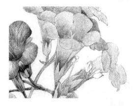 凌霄花的素描逐个细化画法步骤11