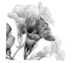凌霄花的素描逐个细化画法步骤13