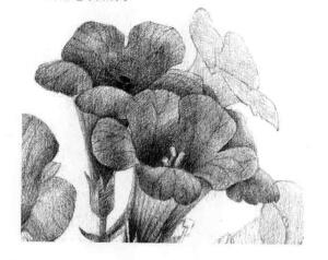 凌霄花的素描逐个细化画法步骤14