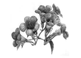 凌霄花的素描画法